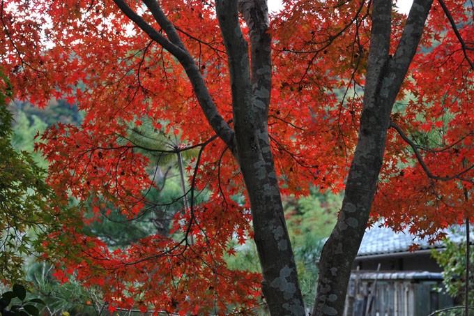 DSC_0054_Kyoto_Tenryuji
