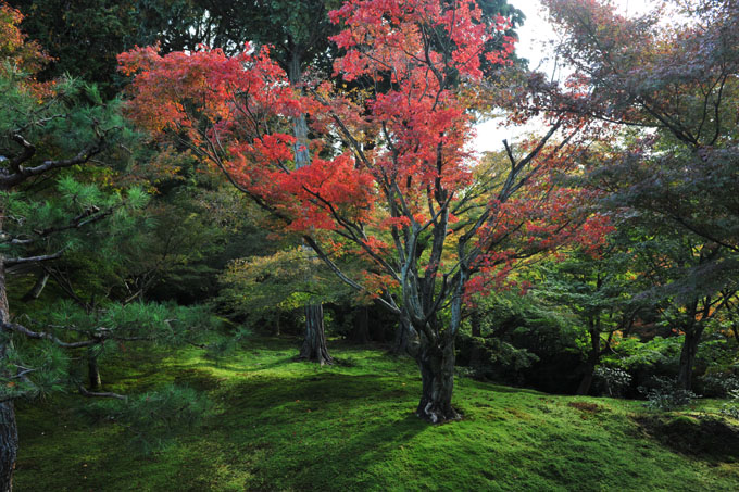 DSC_0683_Kyoto_Tofukuji