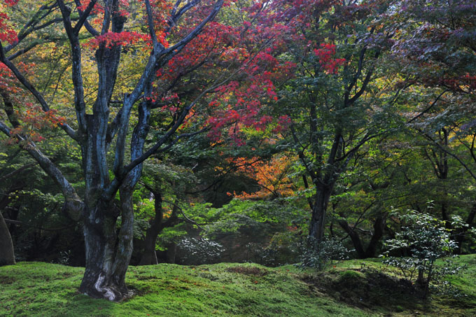 DSC_0686_Kyoto_Tofukuji