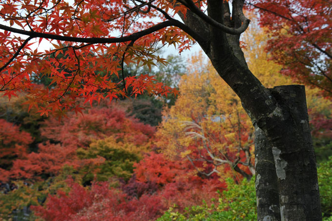 DSC_0735_Kyoto_Tofukuji
