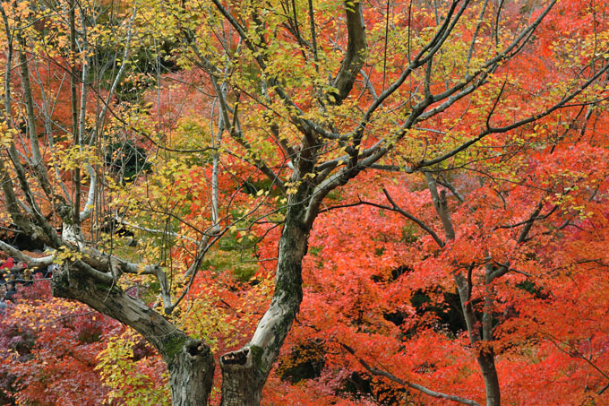 DSC_0771_Kyoto_Tofukuji