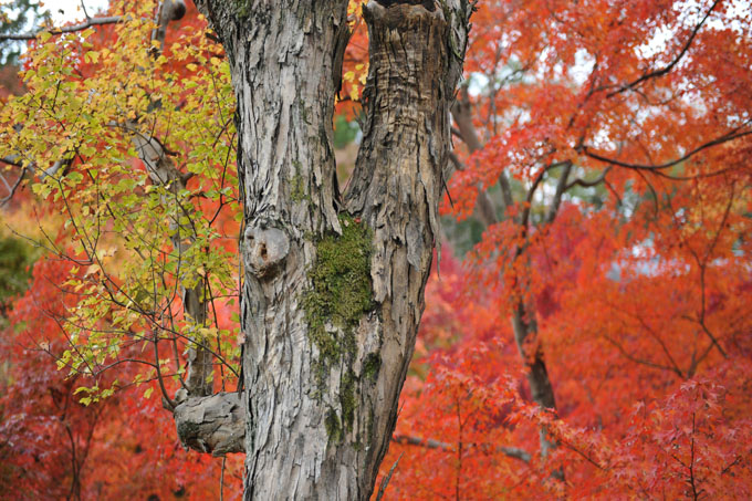 DSC_0791_Kyoto_Tofukuji