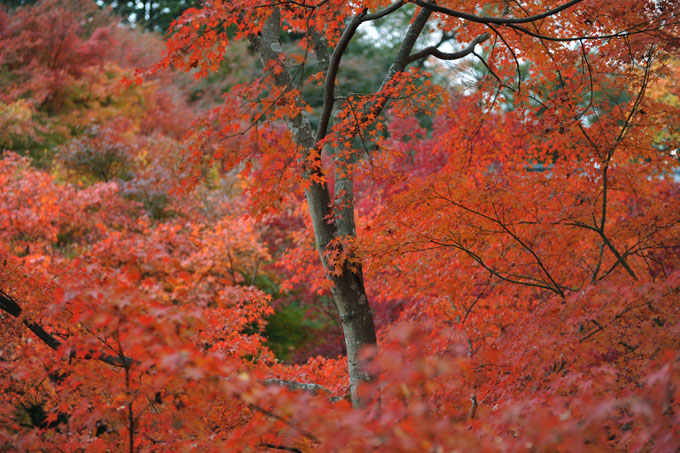 DSC_0792_Kyoto_Tofukuji