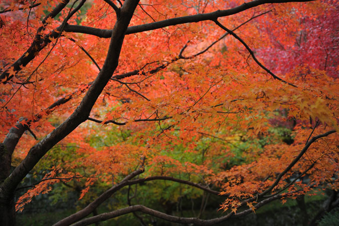DSC_0811_Kyoto_Tofukuji