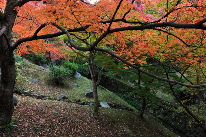DSC_0821_Kyoto_Tofukuji