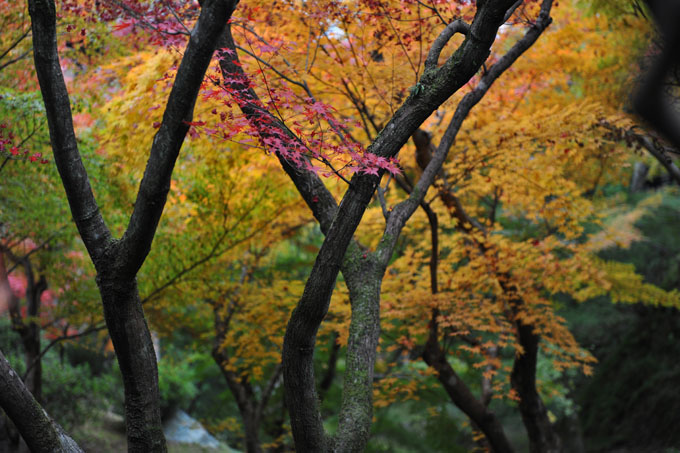DSC_0840_Kyoto_Tofukuji