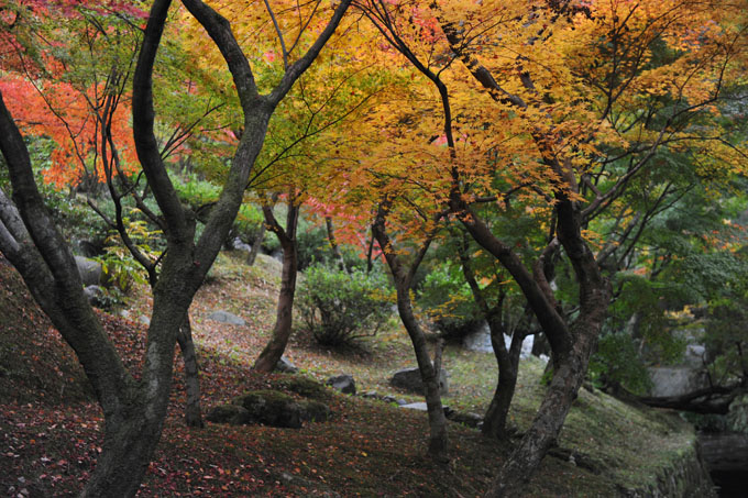 DSC_0850_Kyoto_Tofukuji