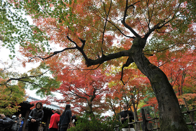 DSC_0889_Kyoto_Tofukuji