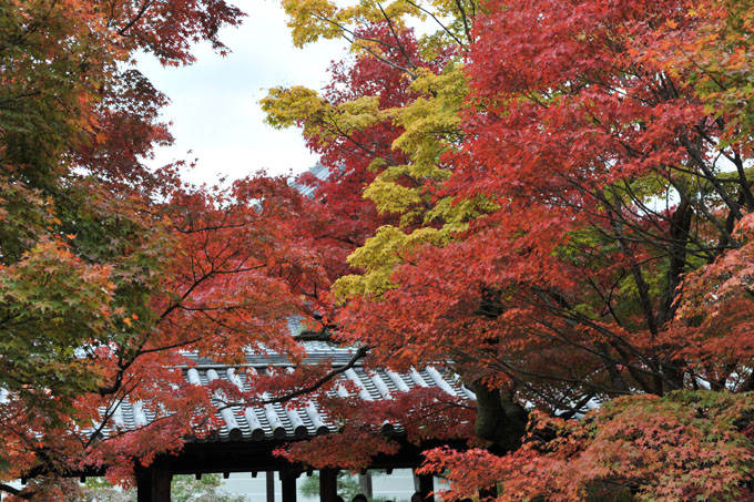 DSC_0902_Kyoto_Tofukuji
