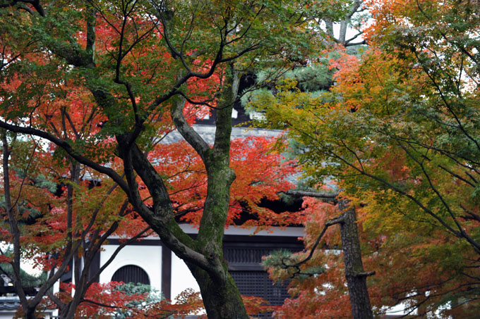 DSC_0907_Kyoto_Tofukuji