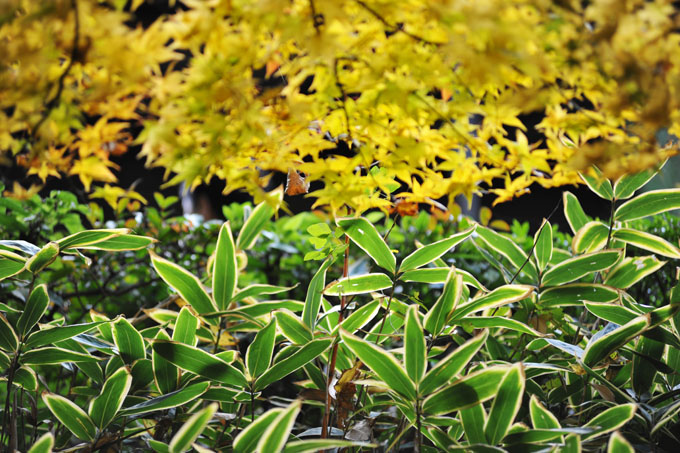 DSC_1259_Kyoto_Nanzenji