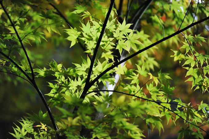 DSC_1261_Kyoto_Nanzenji