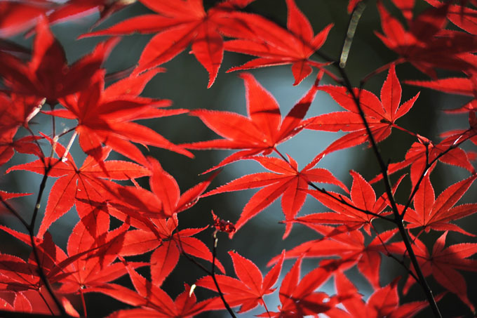 DSC_1300_Kyoto_Nanzenji