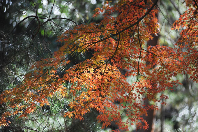 DSC_1302_Kyoto_Nanzenji