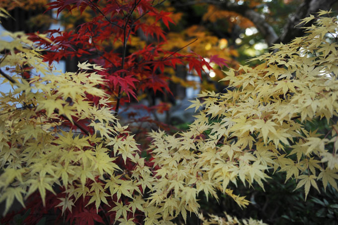 DSC_1337_Kyoto_Eikando-Zenrinji