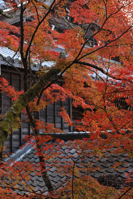 DSC_1393_Kyoto_Eikando-Zenrinji