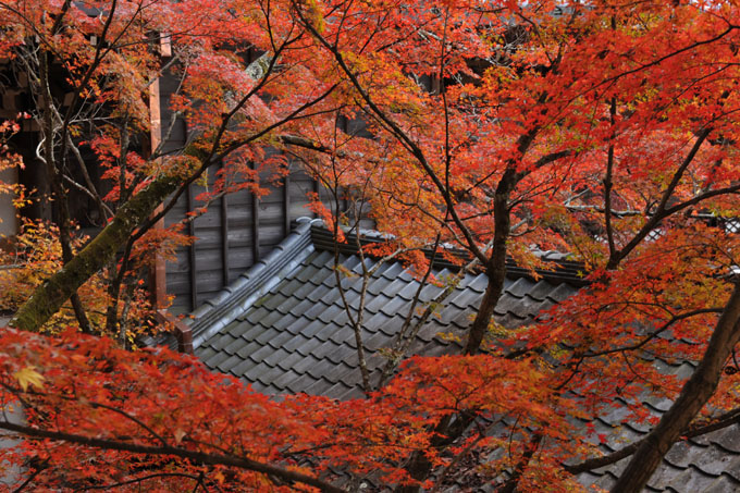 DSC_1398_Kyoto_Eikando-Zenrinji