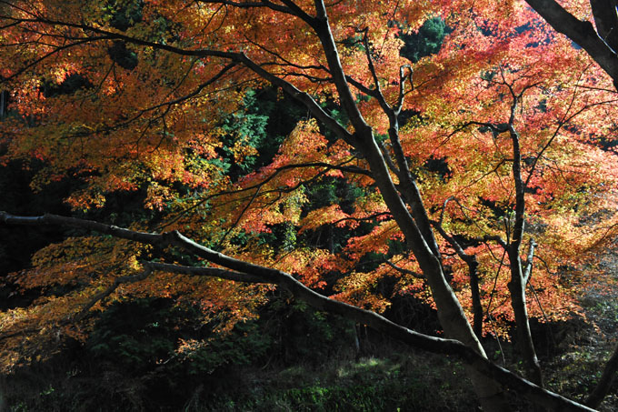 DSC_1722_Kyoto_Kibune