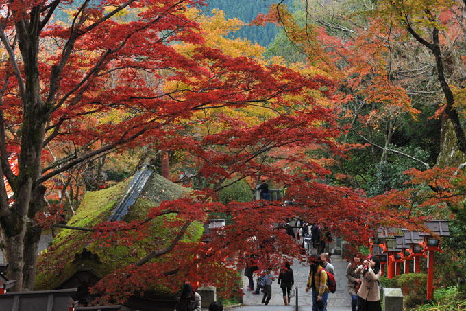 DSC_1859_Kyoto_Kurama