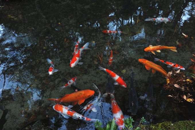 DSC_1917_Kyoto_Ohara