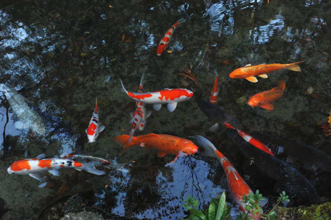 DSC_1918_Kyoto_Ohara