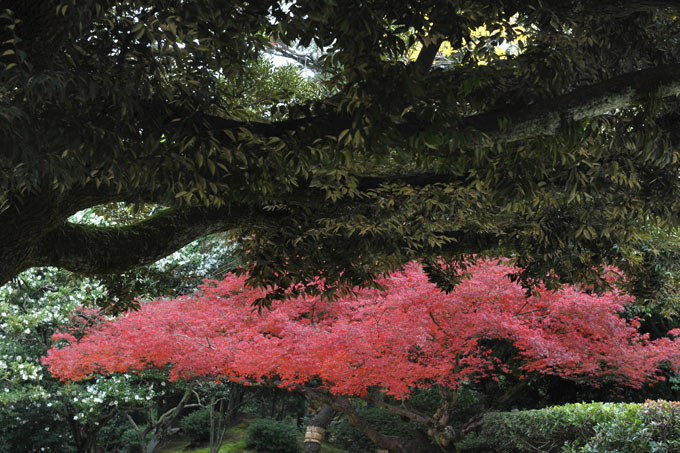 DSC_2056_Okayama_Korakuen