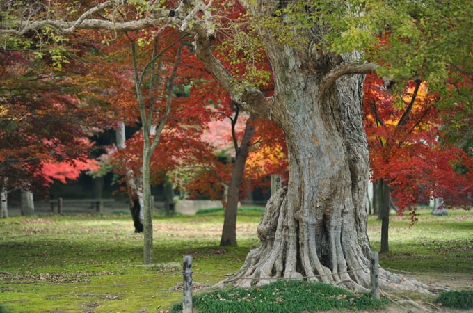 DSC_2249_Okayama_Korakuen