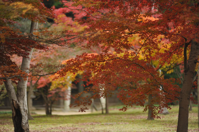 DSC_2252_Okayama_Korakuen