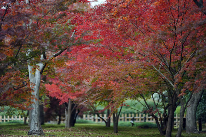 DSC_2259_Okayama_Korakuen