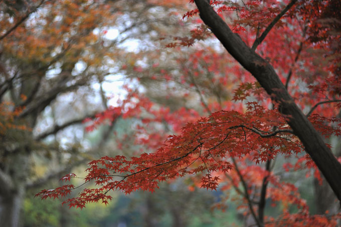 DSC_2277_Okayama_Korakuen