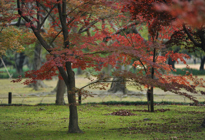 DSC_2286_Okayama_Korakuen