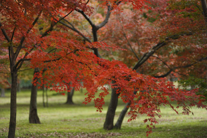 DSC_2303_Okayama_Korakuen