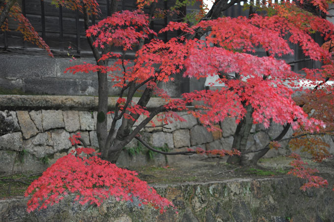 DSC_2451_Kurashiki