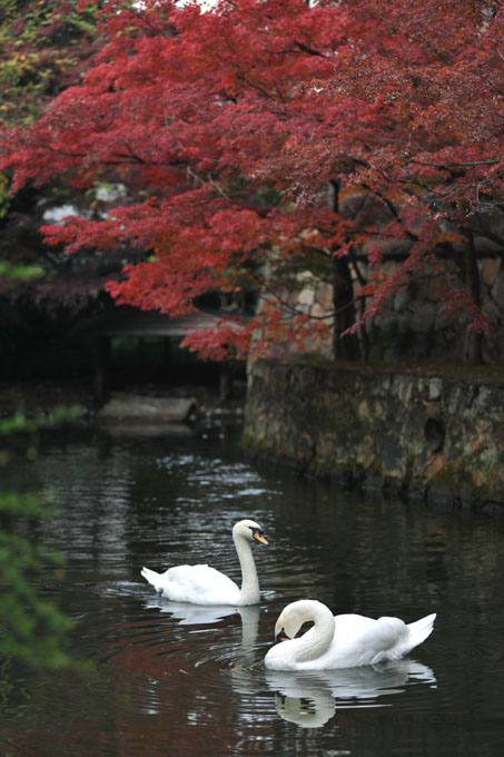 DSC_2461_Kurashiki