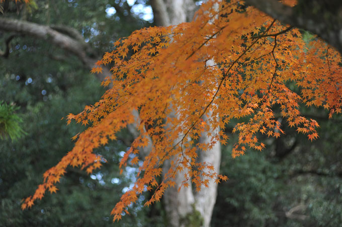 DSC_2646_Nara