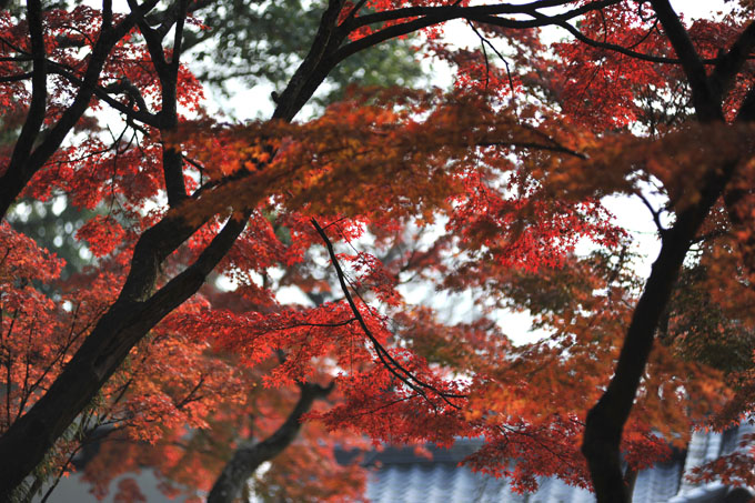 DSC_2650_Nara