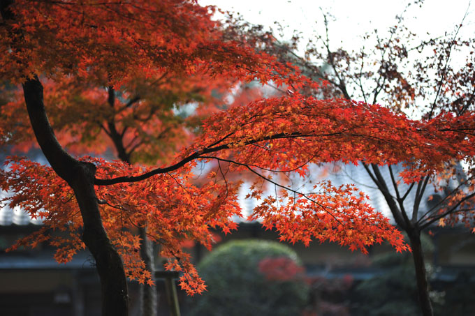 DSC_2652_Nara