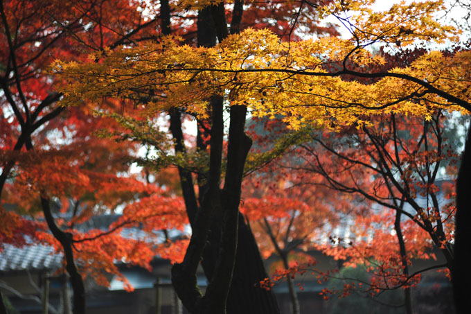 DSC_2654_Nara