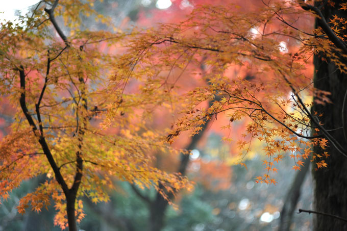 DSC_2656_Nara