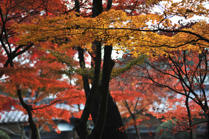DSC_2657_Nara