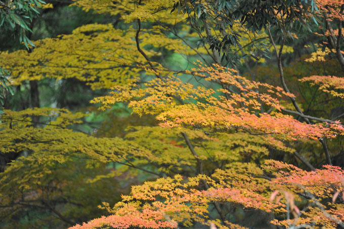 DSC_2667_Nara