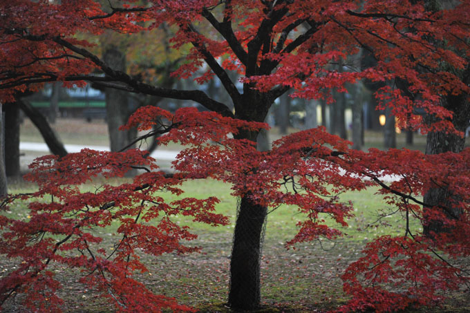 DSC_2751_Nara