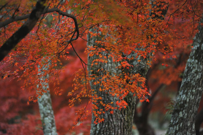 DSC_2752_Nara