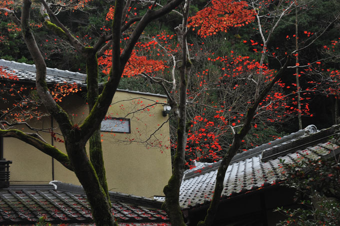 DSC_3115_Osaka_MinoPark