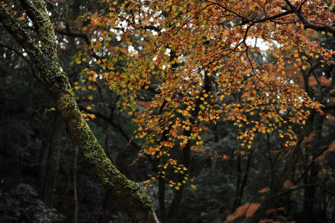 DSC_3135_Osaka_MinoPark