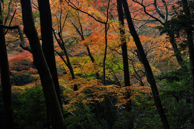 DSC_3176_Osaka_MinoPark