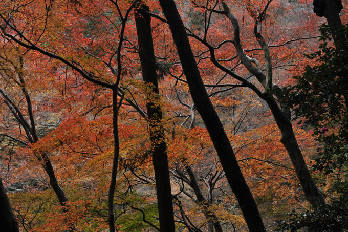 DSC_3182_Osaka_MinoPark