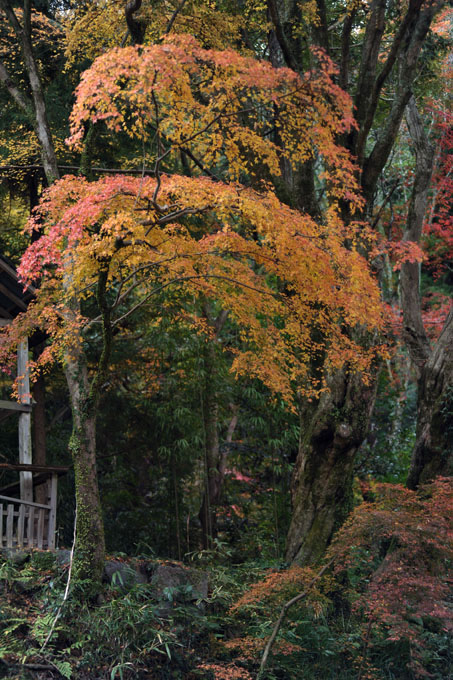 DSC_3343_Sakurai_TanzanJinja