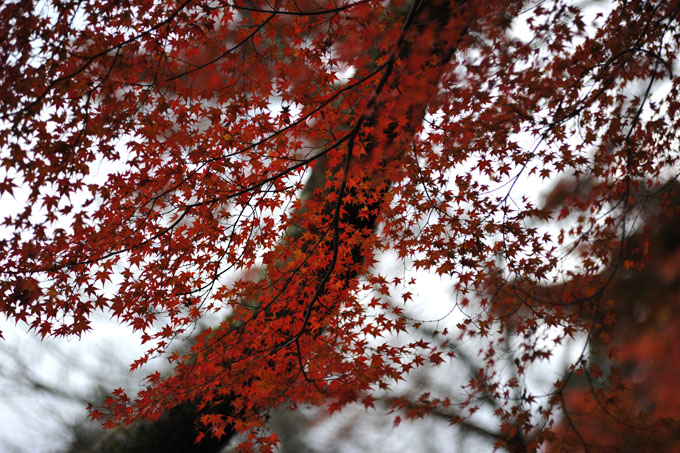 DSC_3345_Sakurai_TanzanJinja