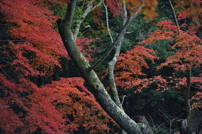 DSC_3347_Sakurai_TanzanJinja